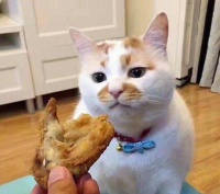 老实告诉你，猫咪“绝育”VS“不绝育”，区别很大