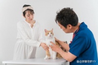 猫咪为什么要绝育？猫咪绝育手术：好处、变化与注意事项