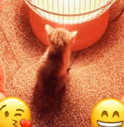 高架桥上救猫？自己丢上去摆拍救助的吧！