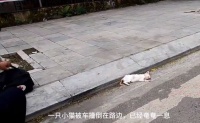 被撞到的小猫奄奄一息，没有人愿意来帮助，小伙的帮助救下猫