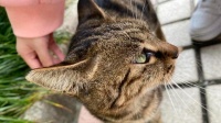 江湖“撸猫”秘籍：关爱流浪猫、共建和谐社区！