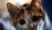 流浪猫被救助时不愿出来，男子去叫它时缘分不浅啊 2022