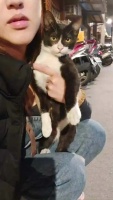 网友晒救助流浪猫1年对比照，这已经不是膨胀的程度了吧？！