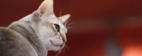 冬天如何救助流浪猫 这样的小举动可以温暖所有！