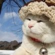 流浪猫救助宠物医院怎么收费【吧友互助吧】