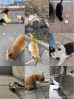 关注宠物公益，宠灵本草开展流浪猫救助 活动