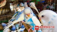 广西花鸟市场有这些“标识”的鹦鹉，能买来当宠物吗？