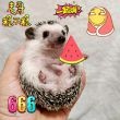 救助流浪猫狗需要注意事项。【昆明宠物吧】