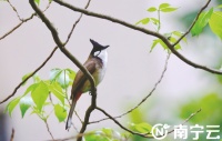 南宁春日处处闻啼鸟，市民遇到甜蜜的“烦恼”