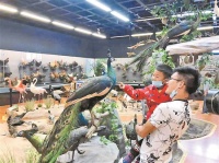 昆明动物博物馆推出“百鸟园”科普展