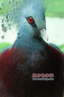 百余红鸟“飞”进珍稀动物展