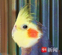 南京七桥瓮湿地公园：玄凤鹦鹉头顶羽冠耍帅