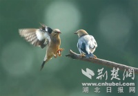 “太力杯”2024中国（京山）野生鸟类生态摄影赛果揭晓