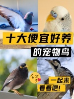 十大便宜好养的宠物鸟，你心动了吗