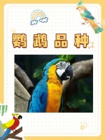 鹦鹉品种？