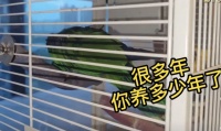 没收加处罚！养了6年的鹦鹉竟是保护动物，中国能养什么样的鹦鹉
