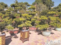 【新闻调查】受保护动植物，买卖不得