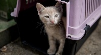 为了保护珍稀鸟类 英国一住宅小区禁止居民养宠物猫