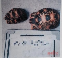 柳州男子花1.4万余元网购宠物龟，差点背上刑事责任！
