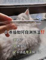 呼市花鸟鱼虫宠物市场大合集