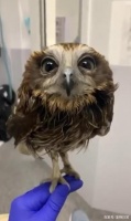 小猫头鹰第一次泡澡，它竟懂得闭眼享受，太可爱了吧！