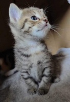 9月26日黄冈市黄州区领养猫,宠物猫,猫咪【领养启示/启事】