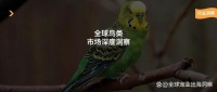 全球鸟类市场生意有多大，宠物鸟产品值得做吗？丨深度