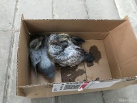 活体鸟邮寄指南：运输方式与注意事项