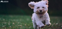 深度解码宠物经济：吸猫撸狗背后，正在崛起的千亿级生意 – 人人都是产品经理,