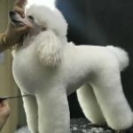 由NGKC中国宠物美容师俱乐部授权的宠物美容师C级、B级职业资格认证考核，首次在山东省举办校内考核，今日在NGKC授权学校【江西宠物吧】