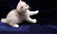 【宠物猫】喂养