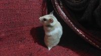 仓鼠会嫌弃笼子小吗