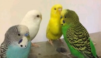 常见宠物鸟饲养许可知识梳理