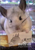 【乐趣宠物】龙猫怎么养