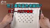 世界上真有蓝色老鼠吗？我带着好奇心买了一只，开箱看看 动物圈 宠物 仓鼠 金丝熊 长毛熊 花枝鼠