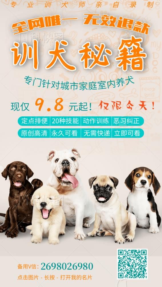 我是柴豆豆,柴犬爱好者一枚