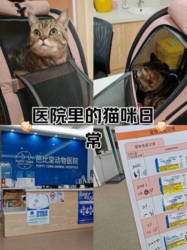 关爱小动物