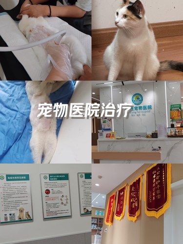 宠物医院推荐