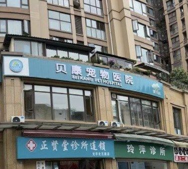 最好的陪伴,关爱宠物健康
