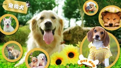 宠物犬鉴赏