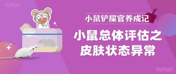 救急！小鼠皮肤状态异常怎么办？