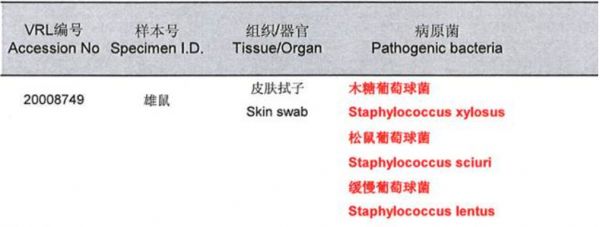 鼠皮肤状态异常怎么办