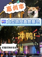 惠州金渐层猫什么?惠州这里买金渐层猫价格优惠,品质更佳!