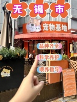 无锡买金渐层猫去哪里买?无锡这里可现场挑选金渐层猫,有售后安全保障哦!