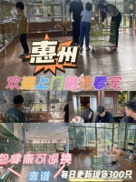 惠州哪家宠物店能买到纯种金渐层猫？惠州这里买金渐层猫品质保障