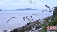 探秘浙江洞头“鸟浪”奇观：生态守护铸就生命驿站