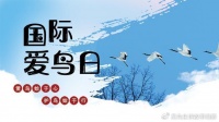呵护生态，共建美好家园——国际爱鸟日