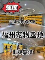 福州哪里可以买到金渐层猫?福州这里金渐层猫品相好,选择性多!