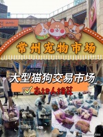 常州哪里有金渐层猫卖？常州这里金渐层猫品质优良，购宠更安心！
