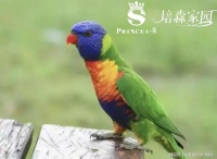 鹦鹉的这些行为已经表明很讨厌你了